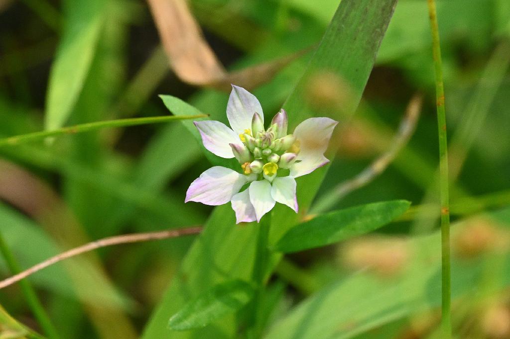 2025-08049981 Broad Meadow Brook, MA.JPG - Field Milkwort (Polygala sanguinea). Broad Meadow Brook Wildlife Sanctuary, MA, 8-4-2025